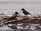 Corvus corone