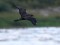 Garastes klijkaija (Stercorarius longicaudus) Ainaži, Salacgrīvas n., 10-Sep-2011. © Sintija Elferte Stercorarius longicaudus